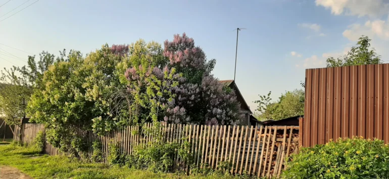 Село Аксиньино, Ступинский район. Сирень. Фотопроект “Наличники”. Фото Татьяны Залата.