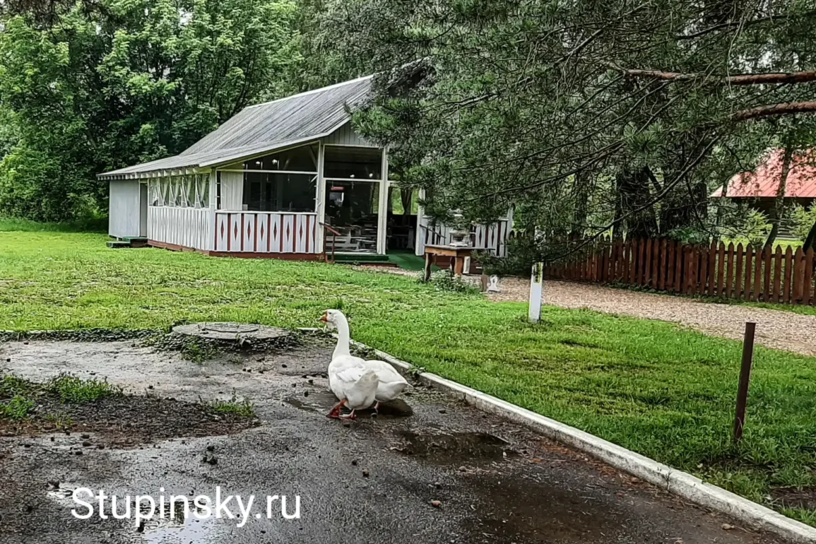 Мелиховские обитатели - гуси. Посетители их немного побаиваются).