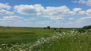 Деревня Сычево Коломенского района. Окрестности. Фотография 2018 года. Из архива Татьяны Залата.
