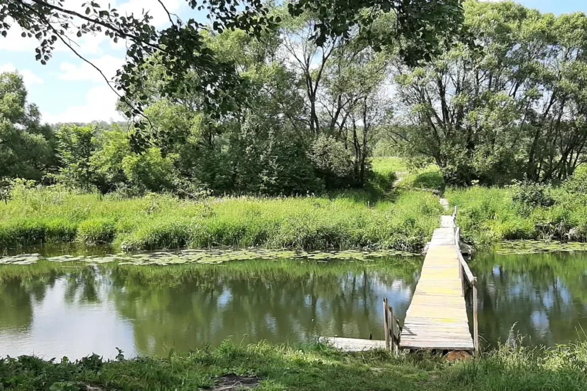 Река Северка в районе села Федоровское ступинского района, пешеходный мост. Фотография Татьяны Залата.