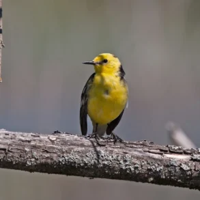 Желтоголовая Трясогузка (Motacilla citreola). Деревня Глотаево г. о. "Домодедово", 22.05.2025. Дневник натуралиста Анны Салтыковой.