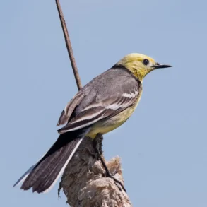 Желтоголовая Трясогузка (Motacilla citreola). Деревня Глотаево г. о. "Домодедово", 22.05.2025. Дневник натуралиста Анны Салтыковой.