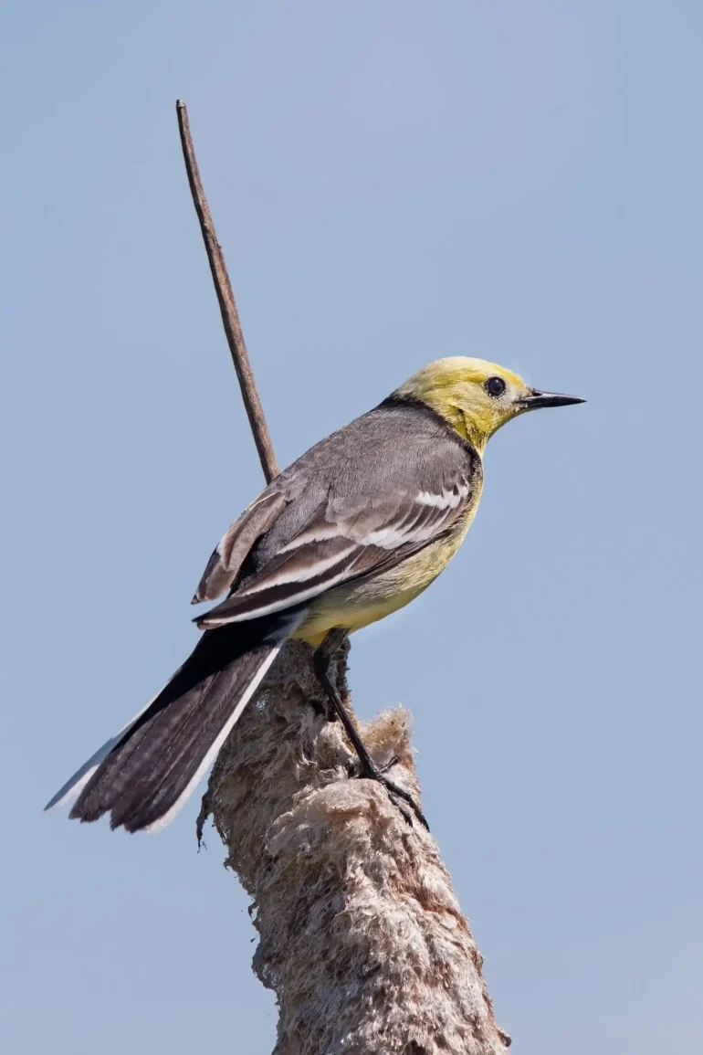 Желтоголовая Трясогузка (Motacilla citreola). Деревня Глотаево г. о. "Домодедово", 22.05.2025. Дневник натуралиста Анны Салтыковой.