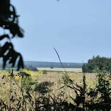 Вид на церковь в Троице-Лобаново из леса. Возле Хомутово. 26.07.2025.