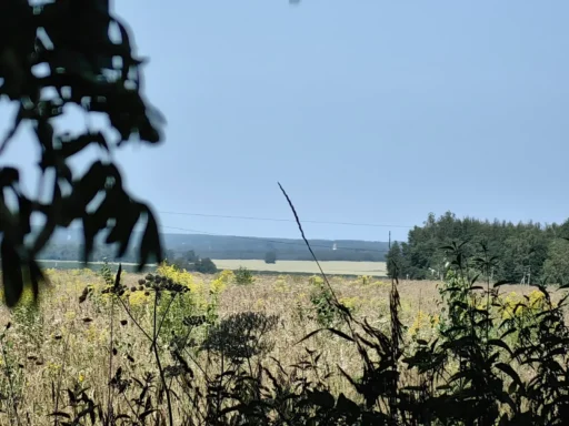 Вид на церковь в Троице-Лобаново из леса. Возле Хомутово. 26.07.2025.