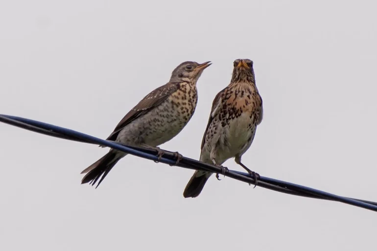 Дрозд-рябинник. Turdus pilaris. Парочка. 30.05.2025. Фото Анны Салтыковой.