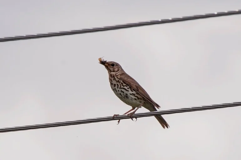 Певчий дрозд. Turdus philomelos. 30.05.2025. Фотография Анны Салтыковой.