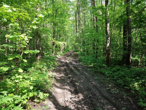 Лесная дорога Кишкино (Богородское) - Кошелевка г. о. Ступино.