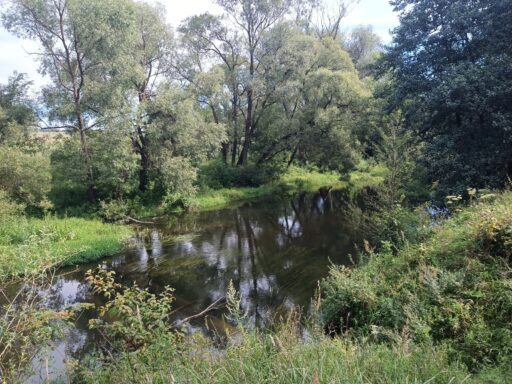 Северка в районе с. Мещерино