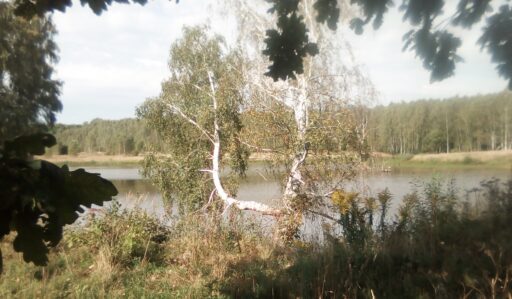 Урочище "Ягничево", г. о. Ступино.