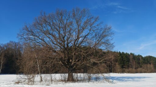 Дубы на поле между д. Дорки и д. Кочкорево ГО Ступино