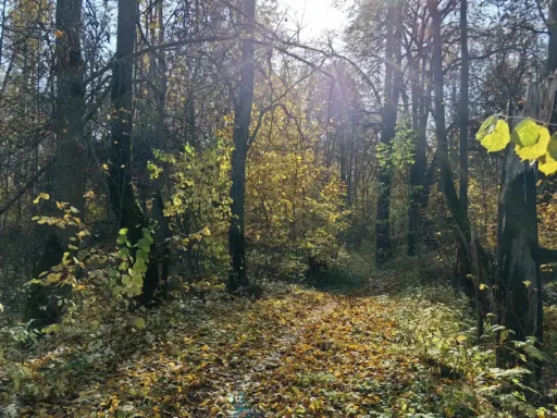Усадьба "Щапово", г. о. Ступино