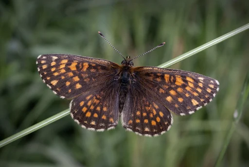 Шашечница бритомарта (лат. Melitaea britomartis). 24.06.2026. Фото Анны Салтыковой.