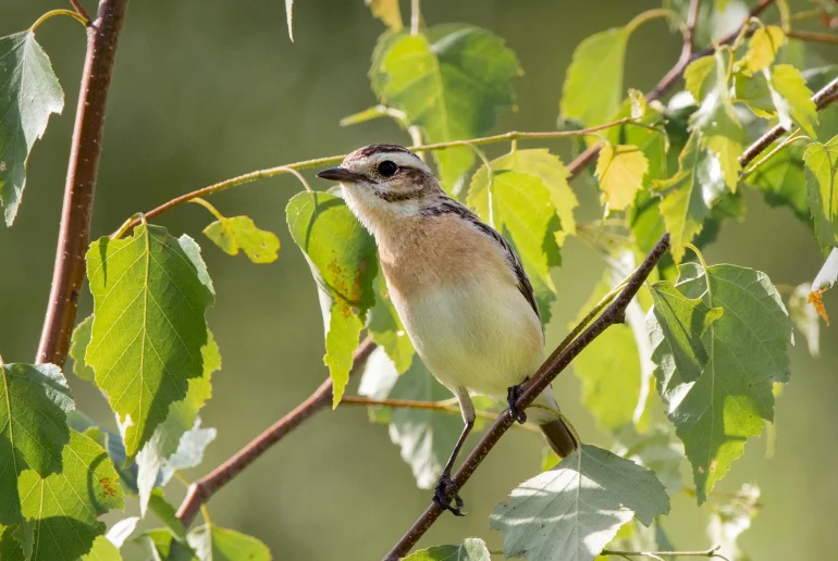 Луговой чекан (лат. Saxicola rubetra). 24.06.2026. Фото Анны Салтыковой.