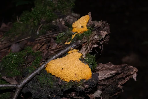 Фулиго гнилостный (лат. Fuligo septica). 24.06.2026. Фото Анны Салтыковой.
