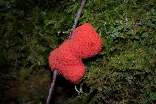 Тубифера ржавая (лат. Tubifera ferruginosa). 24.06.2026. Фото Анны Салтыковой.