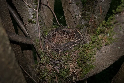 Чёрный дрозд (лат. Turdus merula). 24.06.2026. Фото Анны Салтыковой.