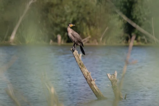 Большой баклан (лат. Phalacrocorax carbo). В д. Глотаево. Дневник натуралиста Ступино. Фото А. Салтыковой, 14.07.2026.