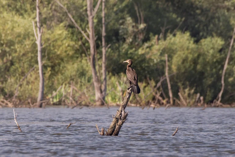 Большой баклан (лат. Phalacrocorax carbo). Деревня Глотаево. Дневник натуралиста Ступино. Фотография А. Салтыковой, 14.07.2026.