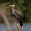 Большой баклан (лат. Phalacrocorax carbo). Глотаево. Дневник натуралиста Ступино. Фото Анны Салтыковой, 14.07.2026.