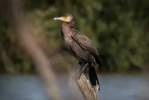 Большой баклан (лат. Phalacrocorax carbo). Глотаево. Дневник натуралиста Ступино. Фото Анны Салтыковой, 14.07.2026.