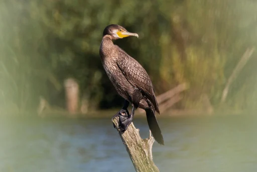 Большой баклан (лат. Phalacrocorax carbo). Деревня Глотаево, г. о. Домодедово. Дневник натуралиста Ступино. Фотография А. Салтыковой, 14.07.2026.