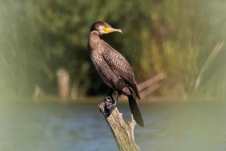 Большой баклан (лат. Phalacrocorax carbo). Деревня Глотаево, г. о. Домодедово. Дневник натуралиста Ступино. Фотография А. Салтыковой, 14.07.2026.
