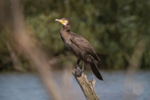 Большой баклан (лат. Phalacrocorax carbo). В д. Глотаево. Дневник натуралиста Ступино. Фото Анны Салтыковой, 14.07.2026.