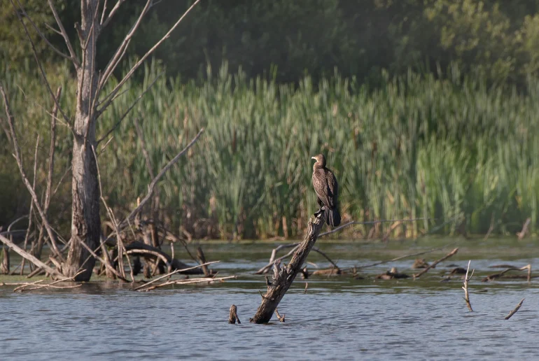 Большой баклан (лат. Phalacrocorax carbo). Деревня Глотаево. Дневник натуралиста Ступино. Фото А. Салтыковой, 14.07.2026.