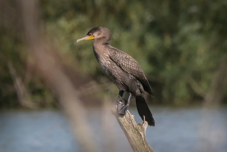Большой баклан (Phalacrocorax carbo). Деревня Глотаево, г. о. Домодедово. Дневник натуралиста Ступино. Фотография А. Салтыковой, 14.07.2026.