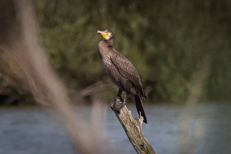 Большой баклан (лат. Phalacrocorax carbo). Д. Глотаево. Дневник натуралиста Ступино. Фото Анны Салтыковой, 14.07.2026.