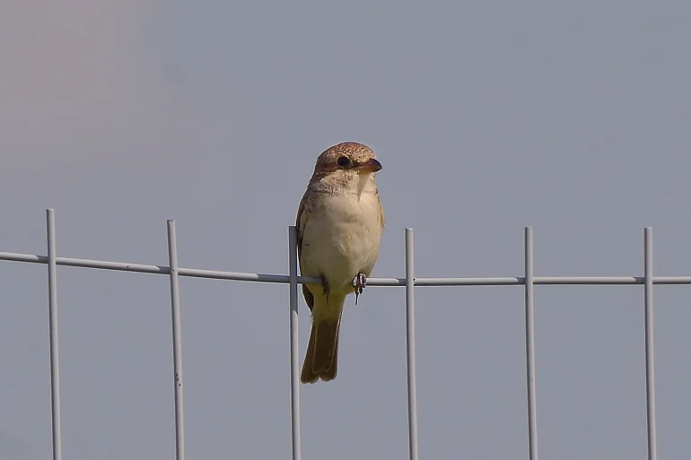 Жулан (лат. Lanius collurio). Загружено на Про Край: Анна Салтыкова