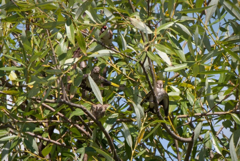 Черноголовый щегол (лат. Carduelis carduelis). Загружено на Про Край: Анна Салтыкова