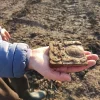 Клеймо Императорской сводной конюшни в районе Пахрино, г. о. Домодедово. МОО ВООПиК.