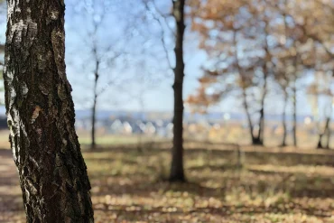 Парк "Городской лес" (г. Домодедово). Загружено на Про Край: Татьяна Залата